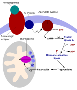 ThermogeneseAdipozyten-en.svg