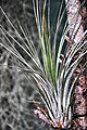 Tillandsia juncea