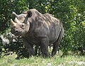 Spitzmaulnashorn