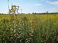 Image 55Plants of the Midewin National Tallgrass Prairie in Will County. Tallgrass prairie once covered around two-thirds of Illinois. Midewin is the only federal tallgrass prairie preserve east of the Mississippi River. Photo credit: User:Alanscottwalker (from Portal:Illinois/Selected picture)