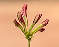 flower buds.