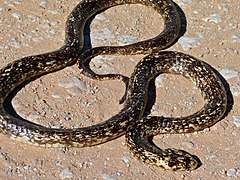 Cape Cobra (Naja nivea) found dead on the road (6856813016).jpg