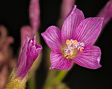 An open pink flower on the right with five radially symmetrical petals, five stamens with yellow anthers and 3 styles emerging from the center of the flower; an unopened flower is on the left with several more unopened flowers out of focus in the background