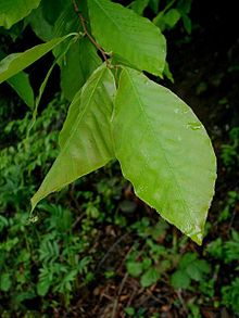 Fagus-orientalis.JPG