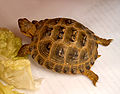 Testudo horsfieldii female, Napoli, Italia