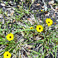 Yellow Wildflowers