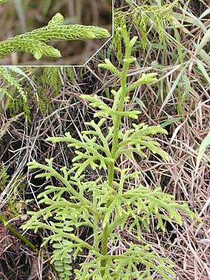 Lycopodiella cernua