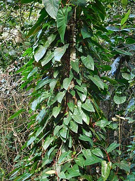 Purppuraköynnösvehka Philodendron erubescens