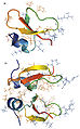 February 12: Monomeric and dimeric structures of human beta-defensin HBD-2.