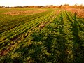 Looking north across Acaster South Ings: grassland (left), dyke (right), riverside shrubs (background)