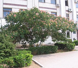 Albizzia julibrissin in Sevastopol