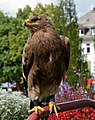 "Aquila_nipalensis_-_20100905.jpg" by User:H005