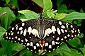 Papilio demoleus, dorsal view