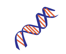 A simplified DNA double helix