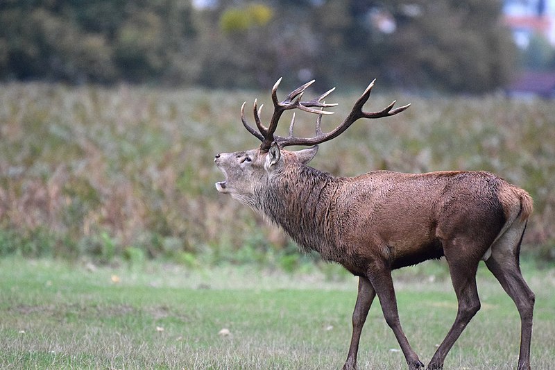 File:Deer and stags during the rutting season - Bushy Park (50444198126).jpg