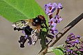 * Nomination Pellucid fly (Volucella pellucens) female, Hawkhill inclosure, Hampshire --Charlesjsharp 11:10, 19 August 2016 (UTC) * Promotion Good quality. --Jkadavoor 13:37, 19 August 2016 (UTC)