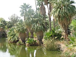Palms near the zoo entrance