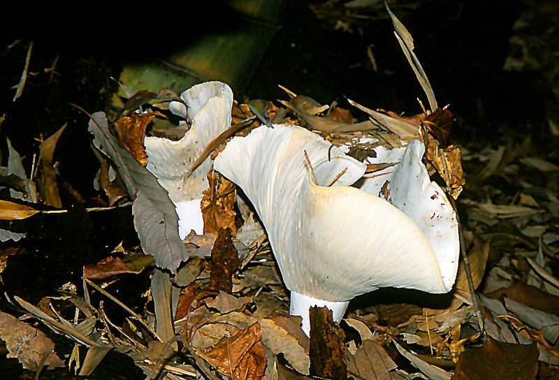 File:Russula japonica 2001-0628 Isé-ji.jpg