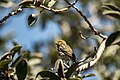 Serin cini (Serinus serinus),Tunisie