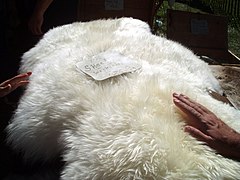 Sheep skin for sale.jpg