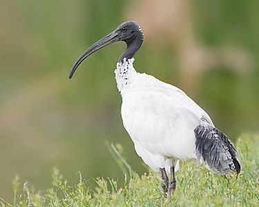 Australian white ibis, by JJ Harrison