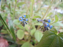 20140324Myosotis arvensis.jpg