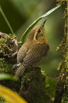 Bergwynterkeunynksje (Troglodytes solstitialis)