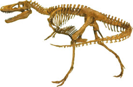 Скелет Nanotyrannus lancensis