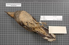 Naturalis Biodiversity Center - RMNH.AVES.146848 2 - Cinclosoma punctatum punctatum (Shaw, 1794) - Turdidae - bird skin specimen.jpeg