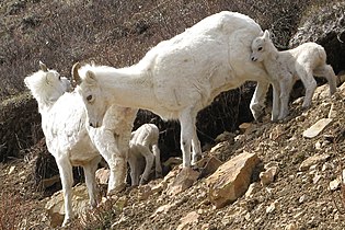 Dall ewe and lamb group in Denali National Park