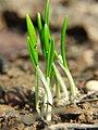 Seedlings