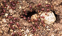 Tana di formiche