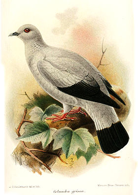 Illustration by Keulemans, 1893