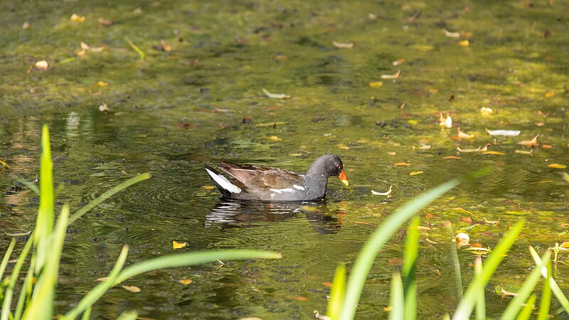 File:Common moorhen - Botaniska trädgården, Lund (28596480894).jpg