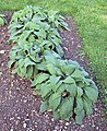 Digitalis purpurea