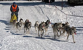 Image illustrative de l’article Course de chiens de traîneaux