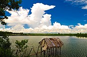 Freshwater prawn farm in Bangladesh.