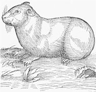 Guinea Pig, de Historiae animalium (vol. i, De Quadrupedus viviparis) (1551)