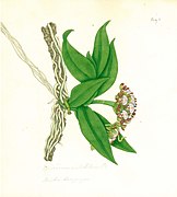 Gastrochilus dasypogon