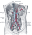 Pared abdominal posterior, tras retirar el peritoneo, mostrando los riñones, glándulas suprarrenales y grandes vasos.