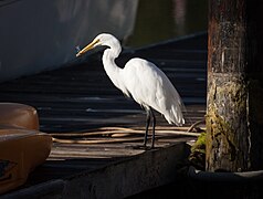 Great Egret with fish.jpg