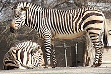 Hartmann's Mountain Zebra 057.jpg