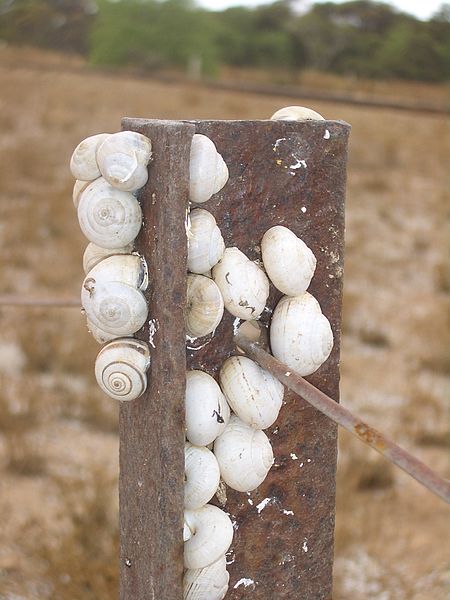 File:Kadina-snails-climb-fence-0715.jpg