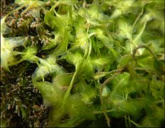 Lemna trisulca, accrochée sur des aspérités du substrat encroûté
