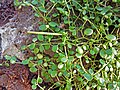 Peperomia rotundifolia（英语：Peperomia rotundifolia） var. rotundifolia