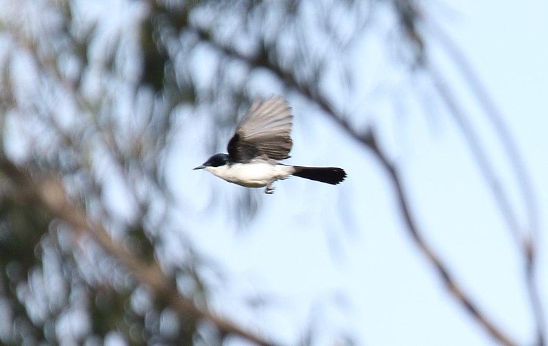 File:Restless Flycatcher (Myiagra inquieta) (31380112446).jpg