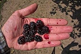 Ripe Mulberries.jpg