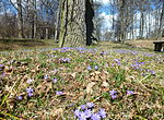 Vår i parken, april 2015.