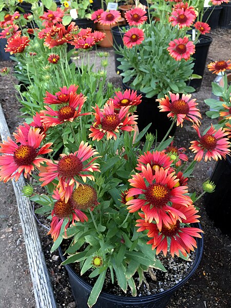 File:'Arizona Red Shades' Gaillardia IMG-8407.jpg