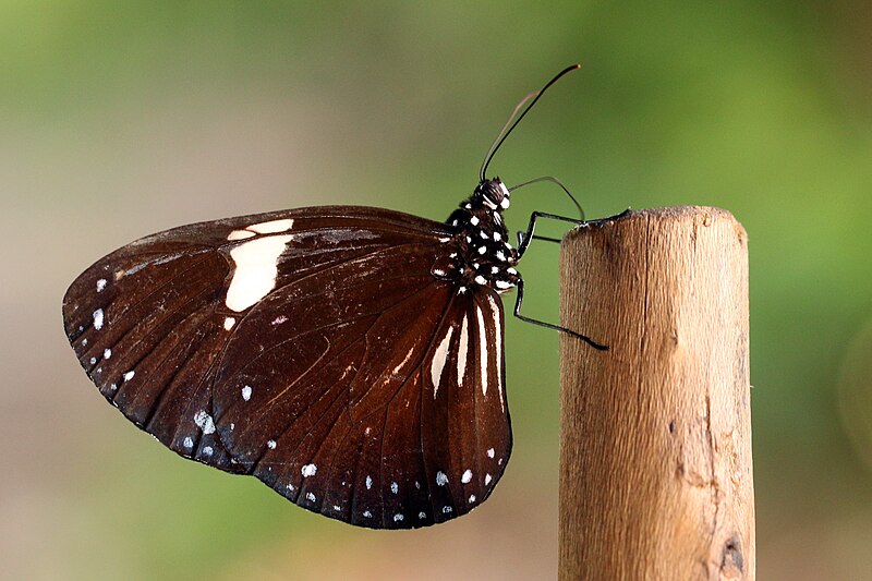 File:Magpie crow (Euploea radamanthus lowei).jpg